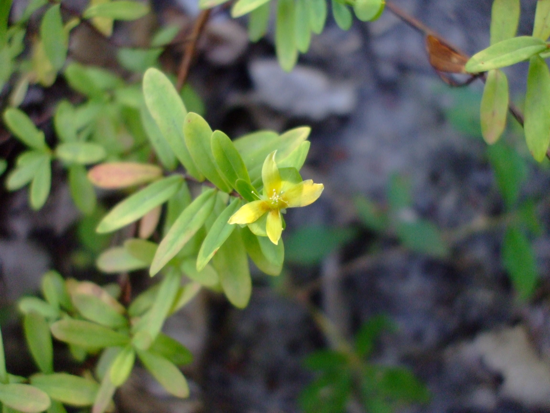 Hypericum hypericoides